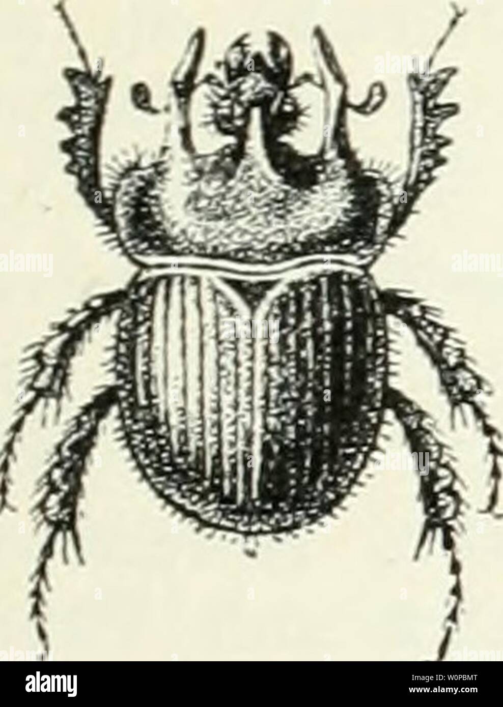 Archiv Bild von Seite 38 Der käfersammler Hrsg. von der. Der käfersammler. Hg. von der Redaktion des guten Kameraden derkfersammler 00 bauauoft Jahr: 1911 39a. aSin! eII) örnigct 39a. WouMjornfiif fiotfrcfi'er. Onthopha - (gus Copris lunaris austriaeus Pz.) L.) 39b. Ssolfigejiretfter SJungfafer. (Äpho-dius fossor L.) fettfe Staupen getötet, fo roirb baburd) ber fdjein & sind Stuften, ben er fdjafft mieber, aufgehoben. $ eine felbft, menn unter jrocmgig Staupen getöteten aud) nur eine Stockfoto