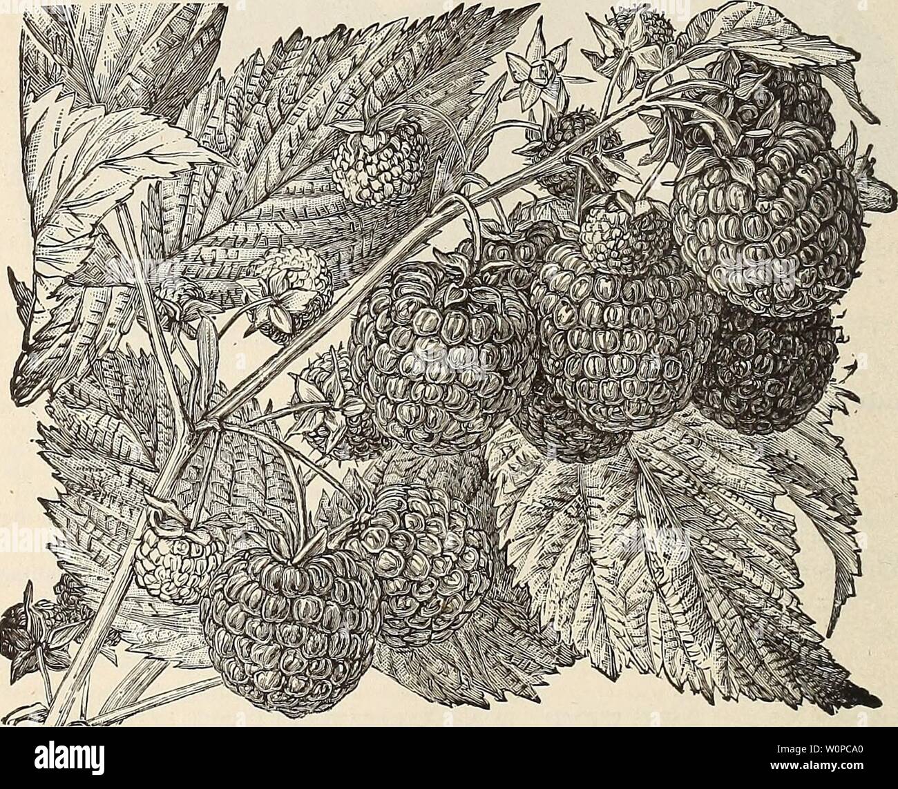 Archiv Bild von Seite 41 der beschreibenden Katalog von Obst und. Beschreibender Katalog der Obst- und Zierbäume: Trauben, Rosen, Sträucher, usw., usw. descriptivecatal Swee 1891 Jahr: 1891 38 Himbeeren. Anlage in gutem Boden und Dünger von Zeit zu Zeit frei. Die Hügel nicht weniger als vier Meter auseinander sollte jeder sein Weg, mit zwei oder drei Pflanzen in einem Hügel. Alte und Schwache Triebe pro Jahr, wobei nicht mehr als sechs für die Fruchtung aus. Wenn die Lage so sehr ausgesetzt ist, dass die Pflanzen geneigt sind, ernsthaft zu töten, sie können gebogen über im Herbst, auf Erdhügel an einem Sid gebildet Stockfoto