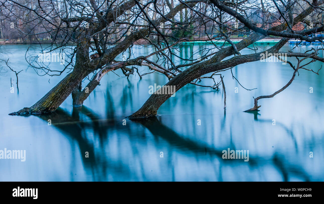 Zeitraffer Foto von Bäumen lea Stockfoto