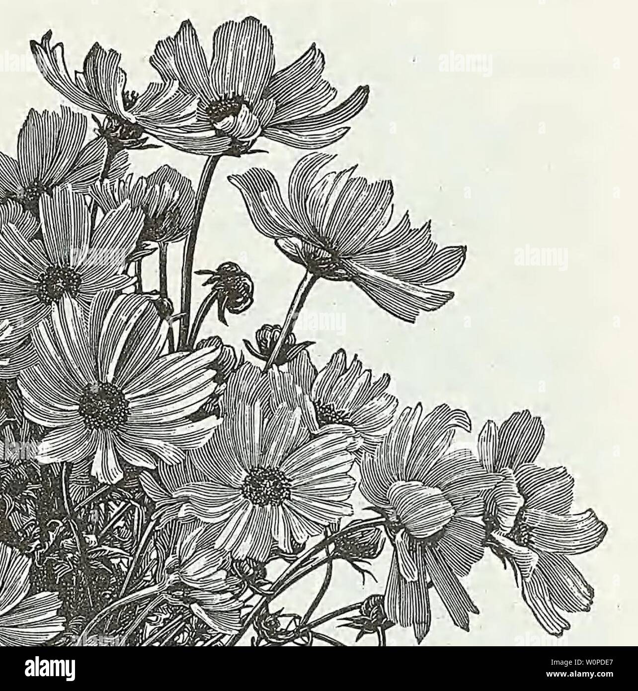 Archiv Bild von Seite 46 der beschreibenden Katalog von Gemüse, Blumen,. Beschreibender Katalog der Gemüse, Blumen und Samen Descriptivecata 00 WeebA Jahr: 18 uu Centaurea cyanus MAIS BLUME DIGITALIS, Fingerhut DAHLIE dieses beliebte Blume einfach aus Samen zu ziehen kann und blühenden der gleichen Jahreszeit. Die Wurzeln sollten in trockenem Sand gelegt werden und in einem Keller, wo es keinen Frost im Winter. H. S. Extra Wahl gemischt, verdoppeln. Von einem herrlichen Sammlung. Pkt. 15 C. Gut gemischt, verdoppeln. Von standard sortiert gespeichert. Pkt. 10 c Cactus. Doppelte Wahl gemischt. Pkt. 10 C. Einzel gemischt. Große s Stockfoto