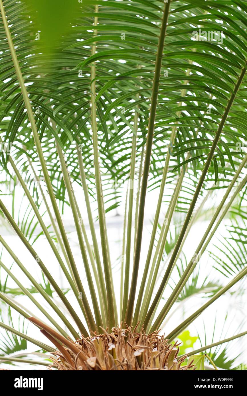 Nahaufnahme von Cycas revoluta Anlage. Stockfoto