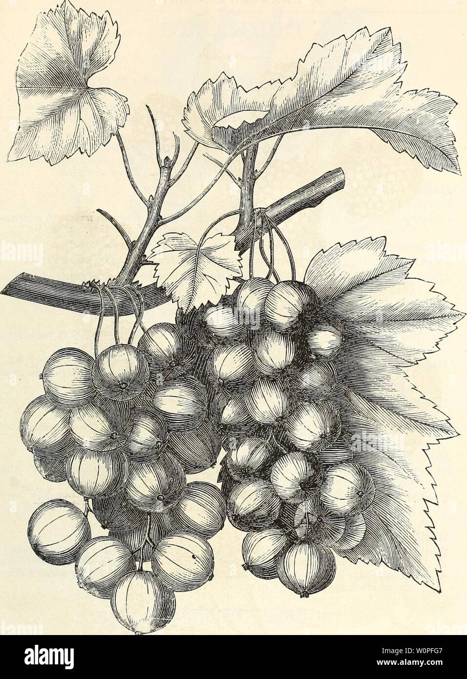 Archiv Bild von Seite 56 der beschreibenden Katalog der Früchte (1876). Beschreibender Katalog der Früchte descriptivecatal 1876 ellw Jahr: 1876 KATALOG DER FMUITS. 51 CHERRY JOHANNISBEERE. Brombeeren, (Fortsetzung.) Preis, 25 Cent; $ 2,00 pro Dutzend. Kittatinny - Sehr robust und kräftig; nicht ganz so groß wie der Lawton, aber von besserer Qualität; wahrscheinlich das Beste aromatisiert Vielfalt im Anbau. {Siehe abgeschnitten.) 3 Paar Rochelle, oder Lawton - Große Obst und sehr produktiv; bekannt. {Siehe abgeschnitten.) Newman's Thomless - Als feine für die Tabelle. Wilson's Früh - Obst große; sehr produktiv; eine Der earli Stockfoto