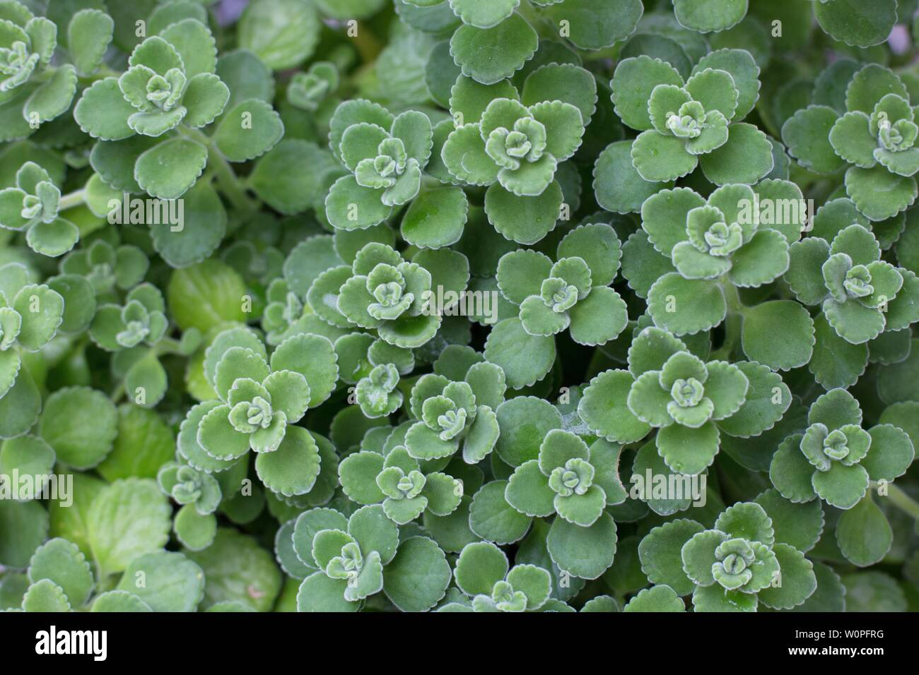 Plectranthus amboinicus - "kubanischer Oregano" Anlage. Stockfoto