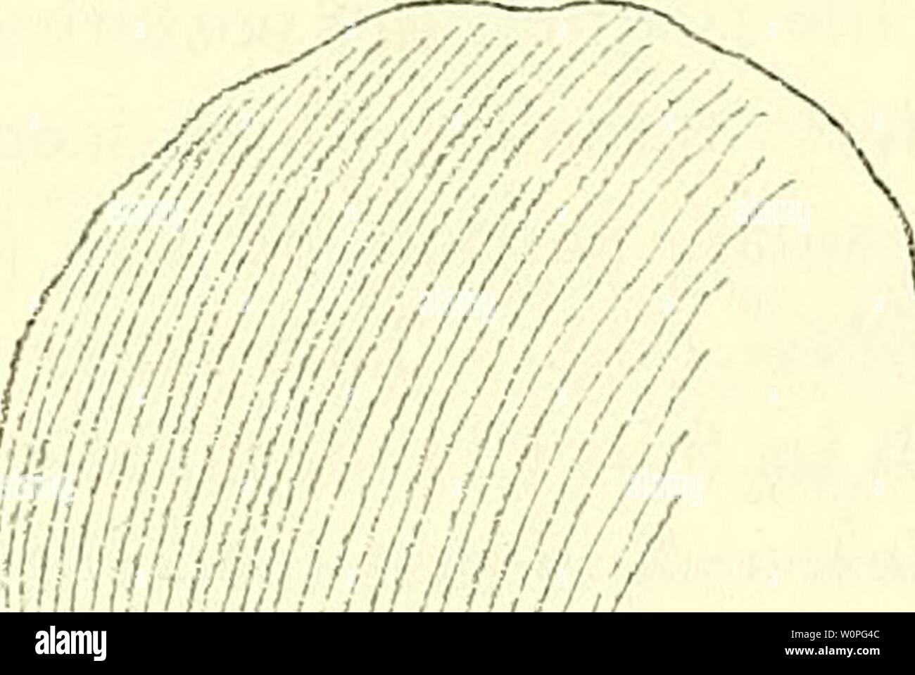 Archiv Bild von Seite 60 Beschreibender Katalog der. Ein beschreibender Katalog der marinen Reptilien des Oxford clay. Auf dem Leeds Sammlung im British Museum (Natural History), London.. descriptivecatal 02 brit Jahr: 1910 SIMOLESTES VOEAX basiert. 31 Mit dem humerus; seine anterior (Präaxiale) Grenze ist dünn und konvex, während seine inneren (Postaxial) Seite ist konkav und mit dem ähnlich Dreschkorb präaxiale Grenze des Ulna umschließt eine große Öffnung. Distal der Knochen trägt eine gerade Facette im rechten Winkel zu seiner Längsachse für die Union mit der radiale und einer sehr kurzen Oberfläche fo Stockfoto