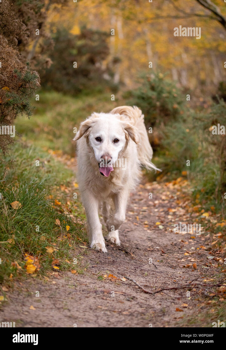 Happy Golden Retriever Hund auf sandigen Weg mit Herbstfarben Stockfoto