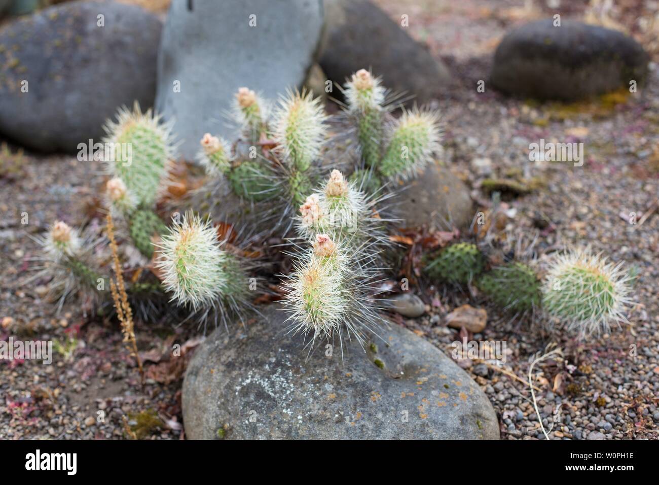 Opuntia erinacea var. utahensis 'Utah Feigenkaktus". Stockfoto