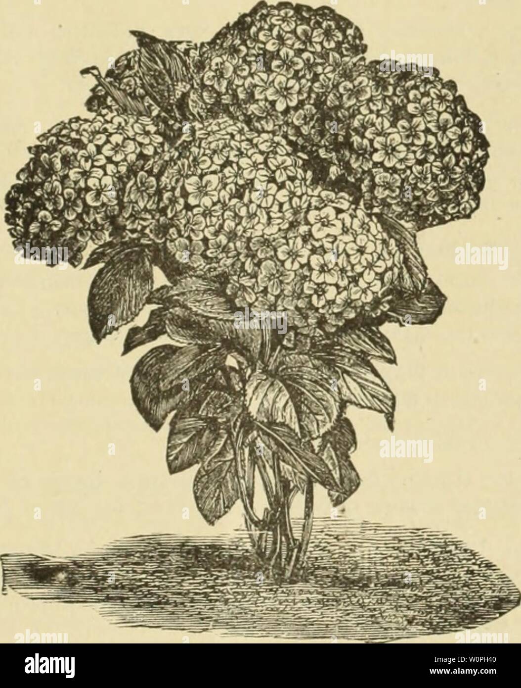 Archiv Bild von Seite 64 der beschreibenden Katalog von Obst und. Beschreibender Katalog der Obst- und Zierbäume, Reben, Sträucher, Rosen etc. angebaut und zum Verkauf an die Syrakus Baumschulen descriptivecatal 00 syra Jahr: 63 Hortensie. Große Rispe blühenden (paniculata Grandiflora) - Eine schöne hardy Strauch von kräftiges Wachstum; weiße Blumen in großen pyramidenförmigen Rispen manchmal einen Fuß lang, die Rosa verändern und schließlich zu Violett. Blüht im August und September, wenn sehr wenige Sträucher blühen. Eine der schönsten blühenden Sträuchern. Keinen Rasen ist kom- plette ohne. 50 cts. Hydrangka Stockfoto