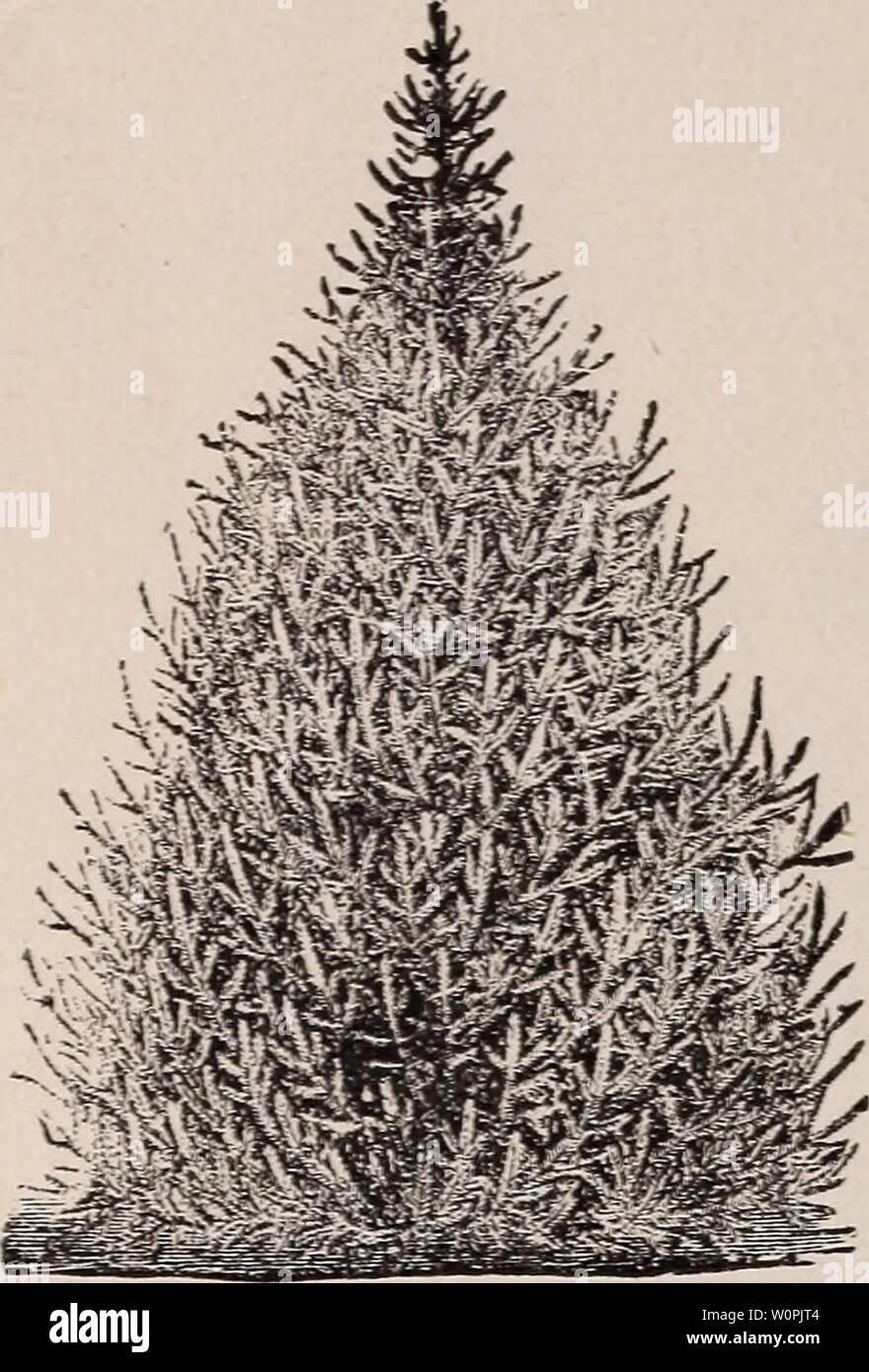 Archiv Bild von Seite 73 der beschreibenden Katalog von Obst und. Beschreibender Katalog der Obst- und Zierbäume, Evergreens, Weinreben, Sträucher, Zwiebeln, etc. descriptivecatal 1890 stor Jahr: 1890 64 2'er speichert eine "HARRTSOX CO. DER KATALOG von Fichte 1 Abies.) XORWAY (ExcclscO - eine hohe, elegante Baum, der pro-fect pyramidenförmigen Gewohnheit, auffallend elegant und reich, wie es Alter erhält, hat feine, anmutig, Pen-dulous Zweige; es ist sehr malerisch und schön," sehr beliebt, und verdientermaßen so, und sollte weitgehend gepflanzt werden. Eine der besten Evergreens für Hecken. AMERICAX WEISS (/7x () - Eine groß Stockfoto