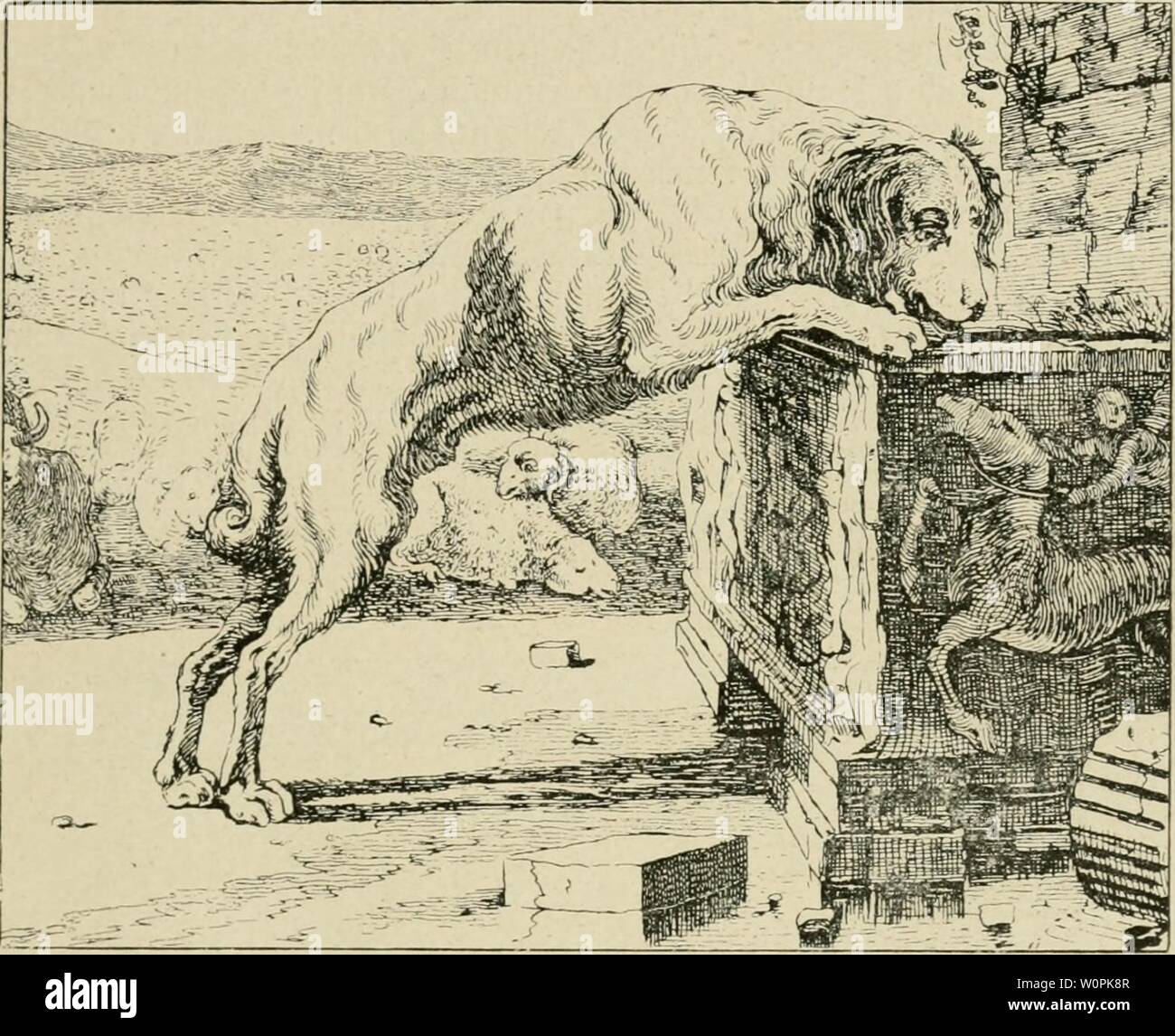 Archiv Bild von Seite 76 Der Deutsche Schäferhund in Wort. Der Deutsche Schäferhund in Wort und Bild derdeutschesc 00 Schritt Jahr: 1921 3 m f) intergrunöe fteljt öcr Scbäferfarren, bcr Fid? In öiefer urjprüng liehen Sotm öurdj 3 al} rl? unöerte bis l?eute erljalten tjat. (Jincr öer Sd] af! ned] te ift, Dor ben Raubtieren Scbu judenb, einen Baum, ein gevettert anberer flüd] tet, Kleibung unb lüeljr bem IDoIf Preise gebenb, 3ur naijen IReierei. Hur ber f} unb fdiüt bie iljm anoertraute f) Erbe. (Ir, ein ben Ijängenben® l?ren unb bem breiten {} = Iidi erfennbar alsbanbe beut, üerfolgt einen ber IDöIfe, b Stockfoto