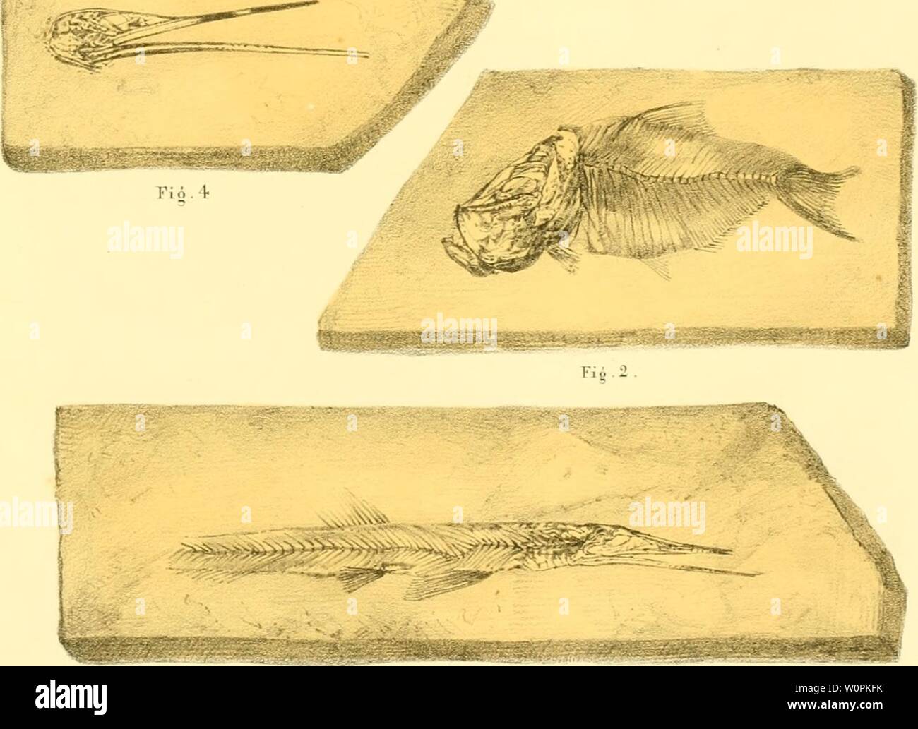 Archiv Bild von Seite 78 der Beschreibung de quelques poissons Fossilien. Beschreibung de quelques poissons Fossilien du Mont Liban descriptiondeque 00 pict Jahr: 1850 Poissons du Liban. PI. 8. fm'' '-j'-Êè Tiô. l. Fio. 3. Fio. 1 El 2. Clupea brevissima Bild. 3 et 4 Rhinellus furratus. Stockfoto