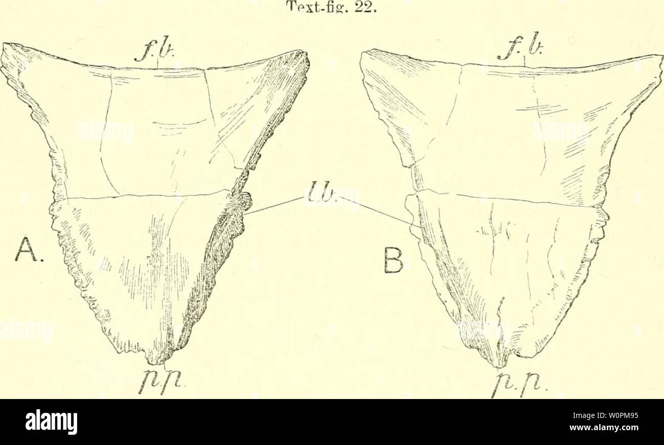 Archiv Bild von Seite 85 der einem beschreibenden Katalog der. Ein beschreibender Katalog der marinen Reptilien des Oxford clay. Auf dem Leeds Sammlung im British Museum (Natural History), London.. descriptivecatal 02 brit Jahr: 1910 56 MAEINE EEPTILES DES OXFOED TON. stark konvex anterior und interne Grenze; die dünne hinteren Rand ist konkav und bildet den vorderen Rand des coraco-skapulier Foramen, wenn diese Öffnung war wirklich intern umschlossen von der Begegnung der scapula und coracoid. Die ventrale Rami Der scapttlse, in jedem Fall, sich gegenseitig in der Mitte getroffen haben Stockfoto