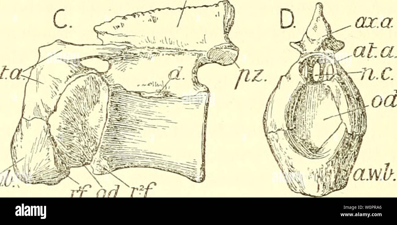 Archiv Bild ab Seite 121 von einem beschreibenden Katalog der. Ein beschreibender Katalog der marinen Reptilien des Oxford clay. Auf dem Leeds Sammlung im British Museum (Natural History), London.. descriptivecatal 02 brit Jahr: 1910 ax. a. Öffner a.w.b. r.' f iff Gx.. ein. C. ck awj wA rfodrf Atlas und Achse des Steneosaurus leedsi: eine, von der linken Seite; B, von hinten. (R. 3806, Nat. Größe.) Auch der Steneosaurus durobrivensis: C, von der linken Seite; D, von vorne. (R. 3701, £ Nat. Größe.). a., neuronale Bogen des Atlas; a..b, anterior Keil - Knochen (hypocentrum); Ax. a., neural Arch o Stockfoto
