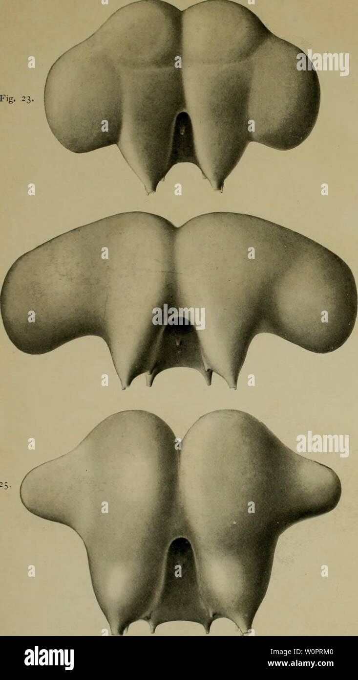 Archiv Bild ab Seite 126 Der Begriff des Instinktes einst. Der Begriff des Instinktes einst und jetzt; eine Studie über die Geschichte und die Grundlagen der Tierpsychologie derbegriffdesins 00 zieg Jahr: 1910 //. E. Zicgler, Inst incl. 2. Neubearb. Tafel II. Abb. 23 Abb. 24. Abb. 26, Abb.: Stockfoto