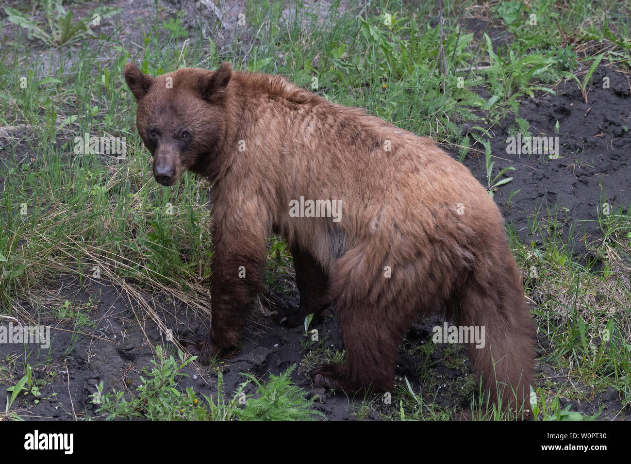 Grizzly Bär in Spray Lakes Provincial Park, Kananaskis Country, Alberta, Kanada. Stockfoto