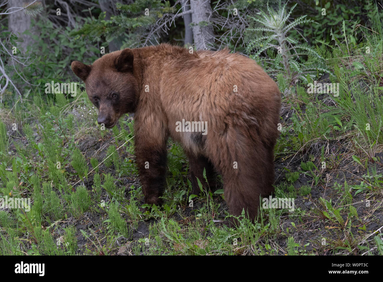 Grizzly Bär in Spray Lakes Provincial Park, Kananaskis Country, Alberta, Kanada. Stockfoto