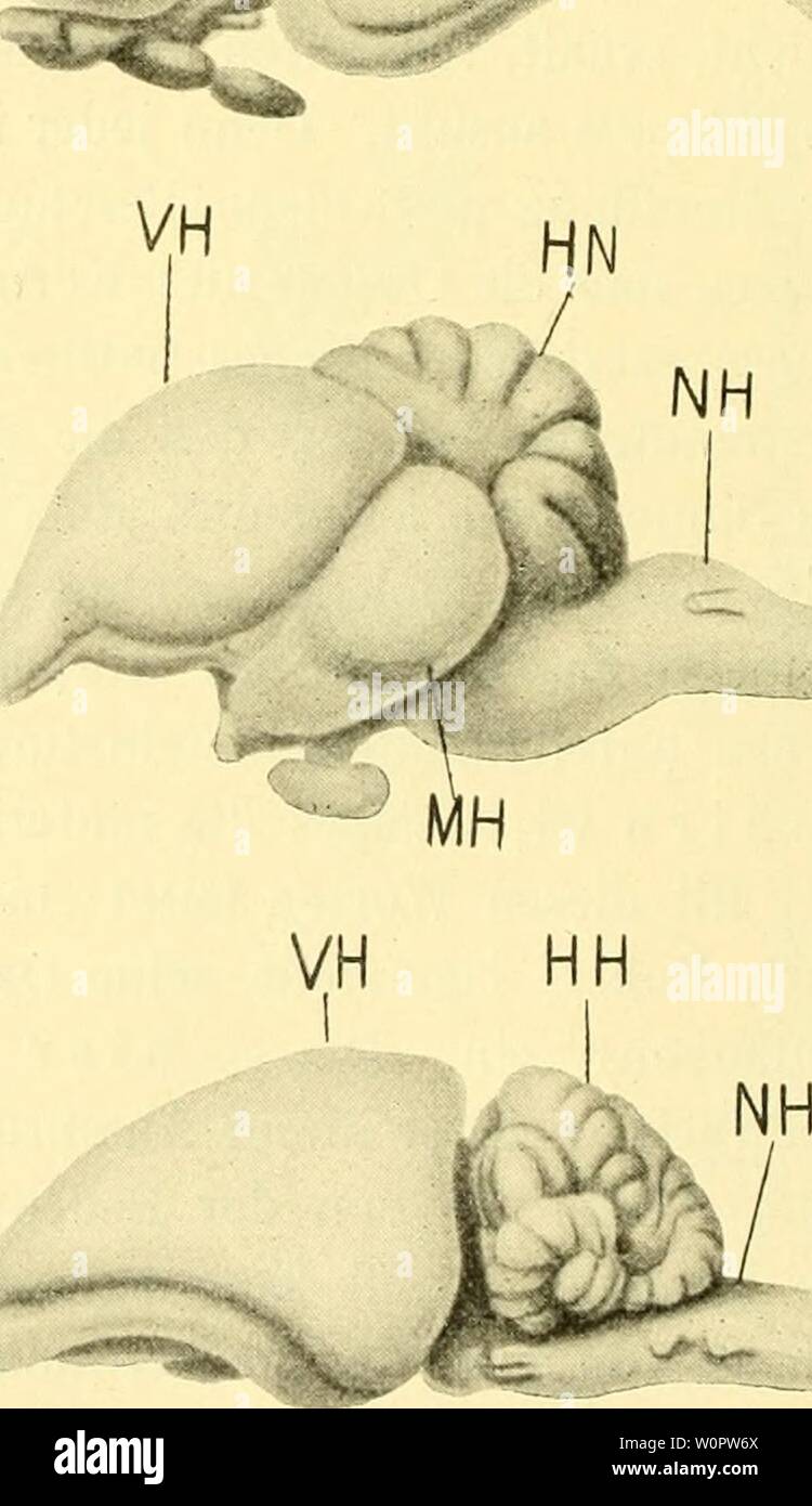 Archiv Bild ab Seite 145 Der Mensch, sein Ursprung und. Der Mensch, Sein Ursprung und seine Entwicklung, Darstellung in gemeinverständlicher dermenschseinurs 00 Lech Jahr: 1911 VH MH J'HN NH iJ '--' y Gehirne Abb. 128 - 129 vom Flußneunauge, 130 vom Frosche, 131 vom Krokodil, 132 von der Taube, der 133 vom Kaninchen. Abb. Ihr Browser kann leider keine eingebetteten Frames anzeigen von 128, 129-133 von der Seite gesehen. Stockfoto