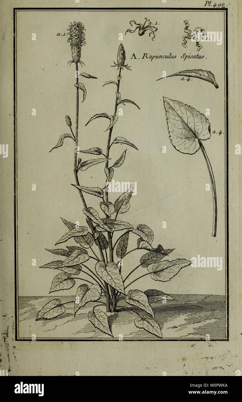 Archiv Bild ab Seite 150 von Beschreibung, vertus et usages de. Beschreibung, vertus et usages de sept Cent dix-neuf Plantes: tant que de nos climats étrangeres; et de Cent trente-quartre Animaux, en sept Cent planches Trente, gravées en Taille-Douce, sur les desseins d'après Natur, de M. de Gersault, par MM.de Fehrt, Prevost, Duflos, Martinet, &c. et rangées Suivant l'ordre du Livre intitulé Matiere médicale de M. Geoffroy.. descriptionvertu 04 geof Jahr: 1767 Stockfoto