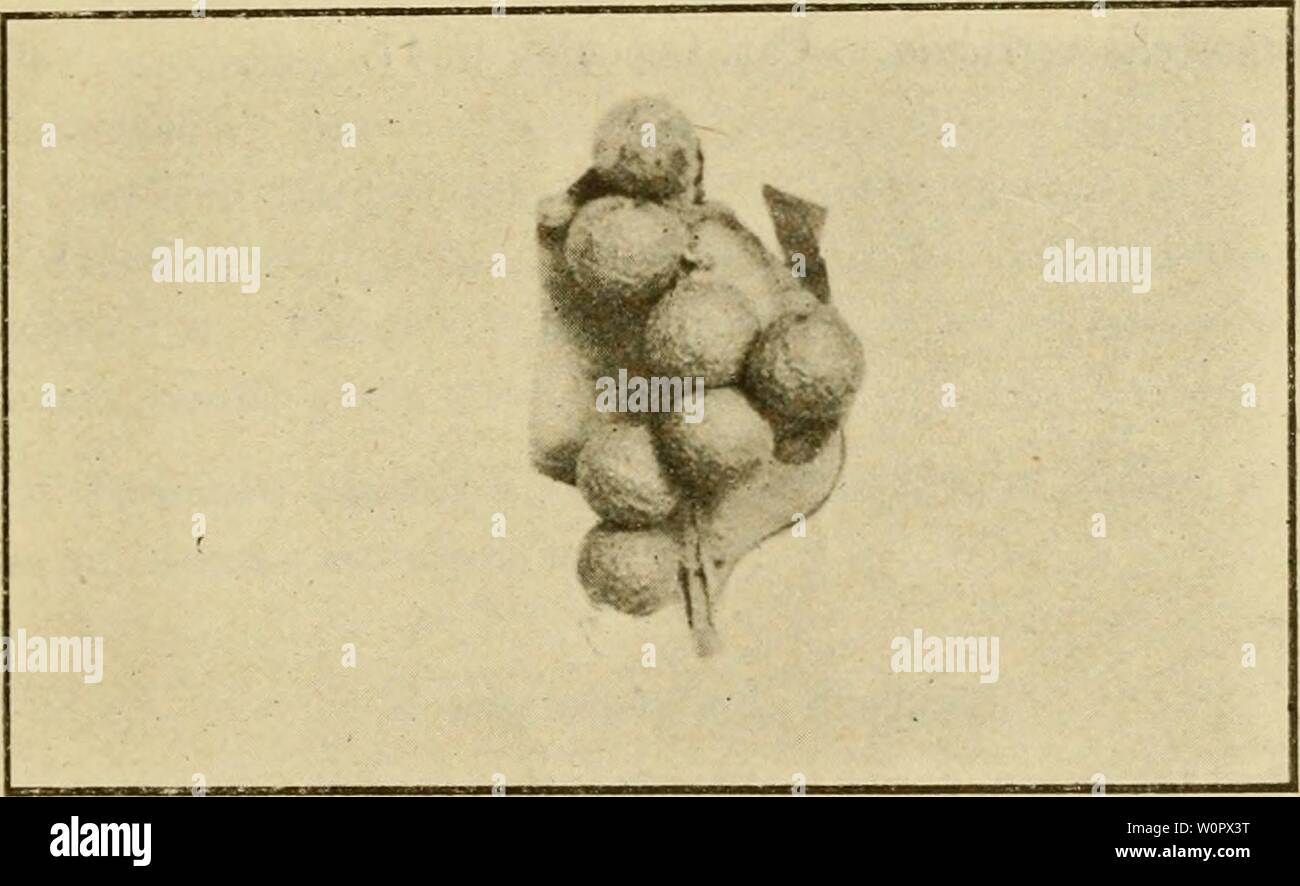 Archiv Bild ab Seite 156 von einem beschreibenden Katalog der. Ein beschreibender Katalog der Skala Insekten ('Coccidae') von Australien descriptivecatal 02 frog Jahr: 1915 SCAI. E INSEKTEN ('COCCID') von Australien. 151 Opisthoscelis suhrotuiida, Schrader (Abb. 106). Trans. Ent. Soc. N. S. W., Bd. I, S. 7, Pi. iii, Feigen, l-o, 1862. Signoret, Ann. Soc. Ent. Frankreich (5), Bd. VI, S. 579, 1876. Froggatt, Pro. Linn. Soc. N. S. W., Bd. vlii, S. 210, 1893. Nana, Rubsaamen, Berl. Ent. Zeit, Bd. xxxix, S. 214, f. xv, Feigen. 1-14, 1894. Dies ist der gemeinsame typische Arten, oft über das Laub der Eucalyf Stockfoto