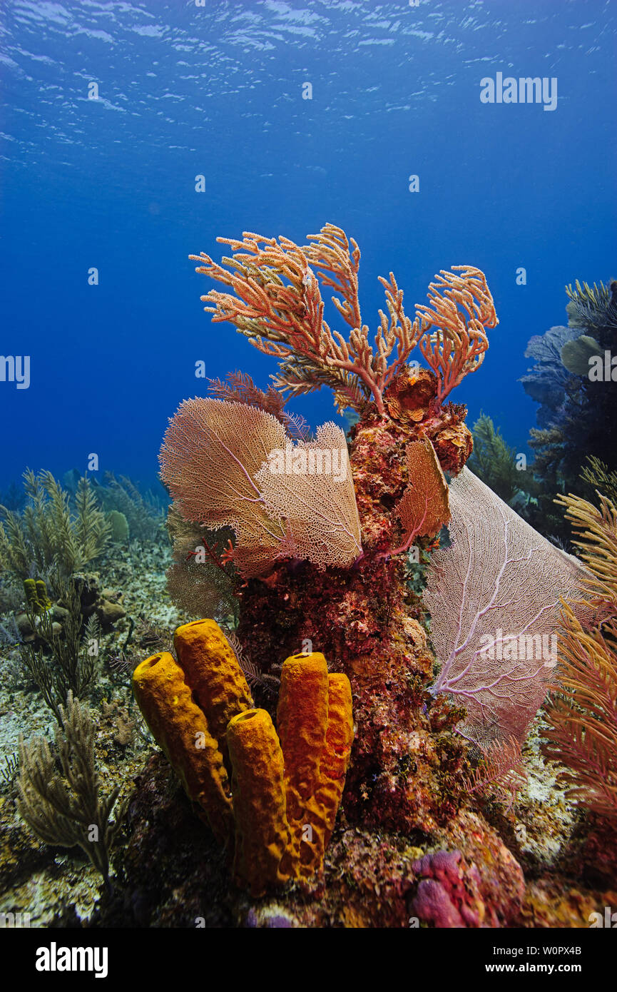 Unterwasserlandschaft von Bloody Bay Coral Kopf, Little Cayman, Karibik Stockfoto