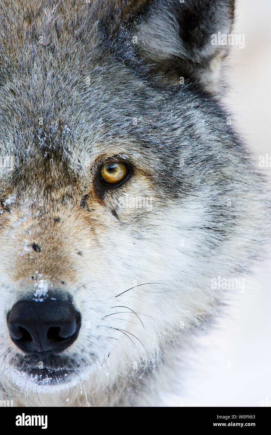 Portrait von Grauer Wolf im Winter an einem in Ontario, Kanada erhalten Stockfoto