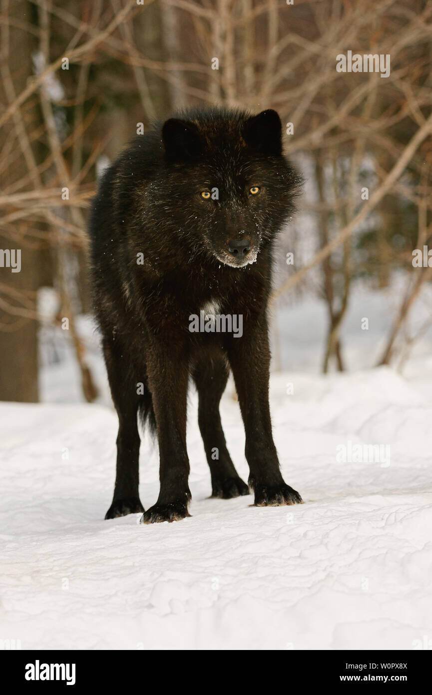 Black Wolf im Winter Holz Stockfoto