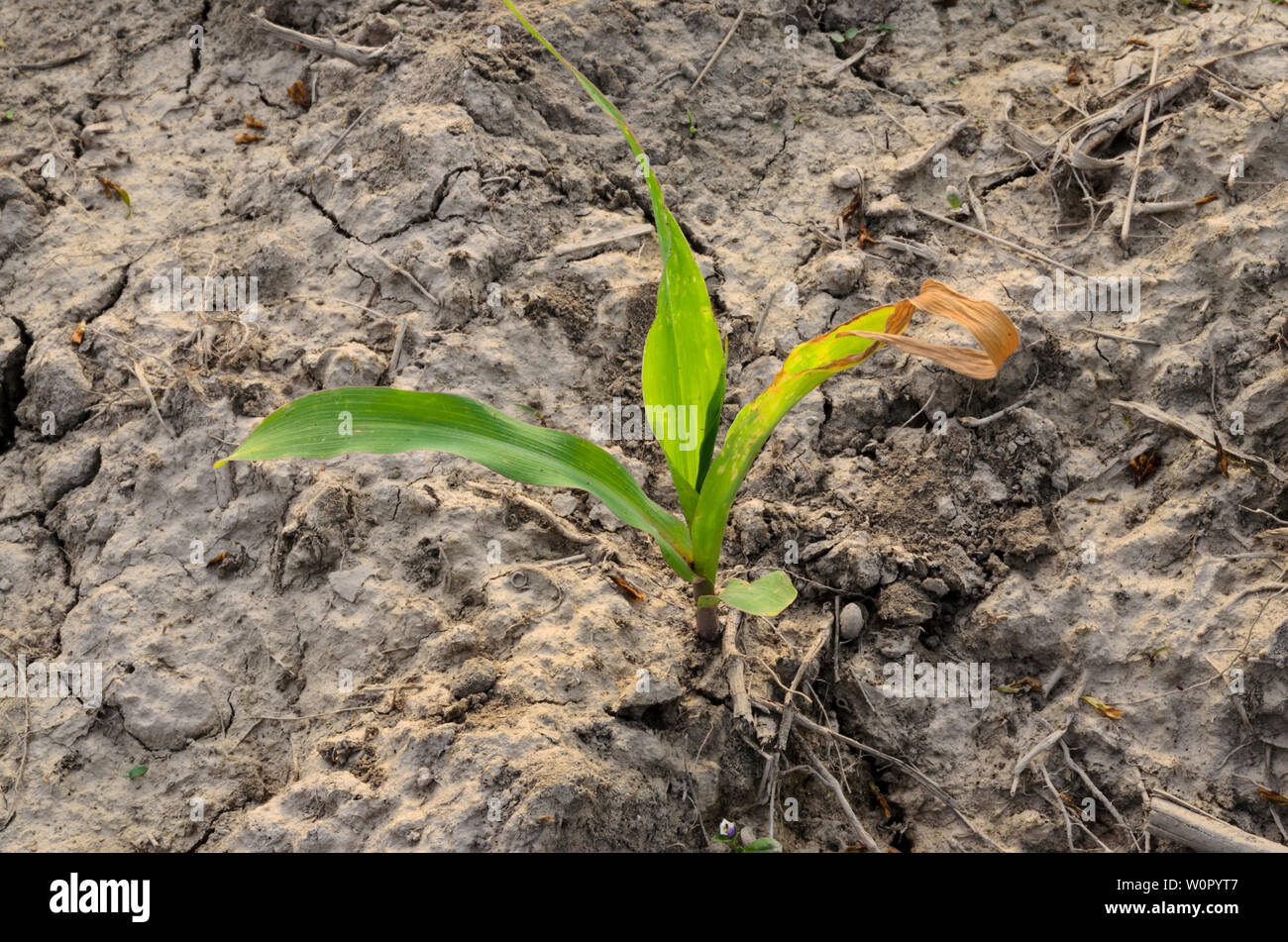 Nahaufnahme von einem einzigen grüne Pflanze wächst auf trockenen Böden Stockfoto