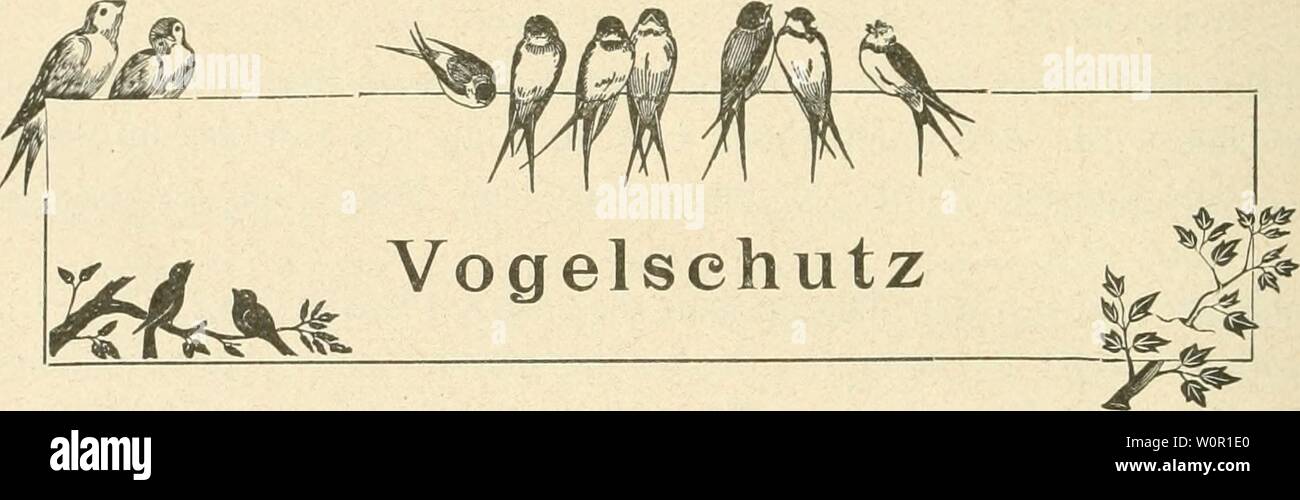 Archiv Bild ab Seite 199 von Der ornithologische Beobachter" (1902). Der ornithologische Beobachter derornithologisc 06 alas Jahr: 1902 - 190 - Wachtel gefunden, am 1. Oktober erhielt ich eine schwer verletzte, Sterben einer Katze abgejagt wurde (D.). Bin 27. September rasteten in der Morgenfrühe auf dem Eisbahnj) Latz mit dem Spitalacker - Bern 80 - 100 Wachteln {Diacon). Kibitz (219). Bin 12. März Ranflühberg felderten in neun Stück (C/ir. H.). Den ersten Kibitz sah ich bei Interlaken bei dichtem Nebel am 25. Oktober. Ich konnte mich dem Yogel auf 10 bis 15 Schritte nähern. Er Hess-heisern Sch Stockfoto