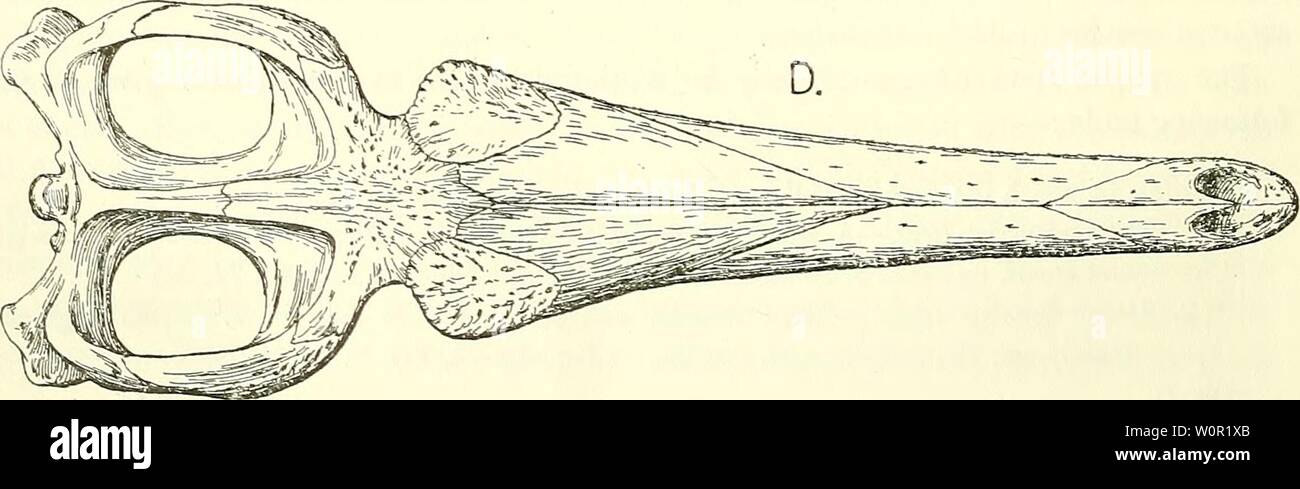 Archiv Bild ab Seite 207 von einem beschreibenden Katalog der. Ein beschreibender Katalog der marinen Reptilien des Oxford clay. Auf dem Leeds Sammlung im British Museum (Natural History), London.. descriptivecatal 02 brit Jahr: 1910 Stockfoto