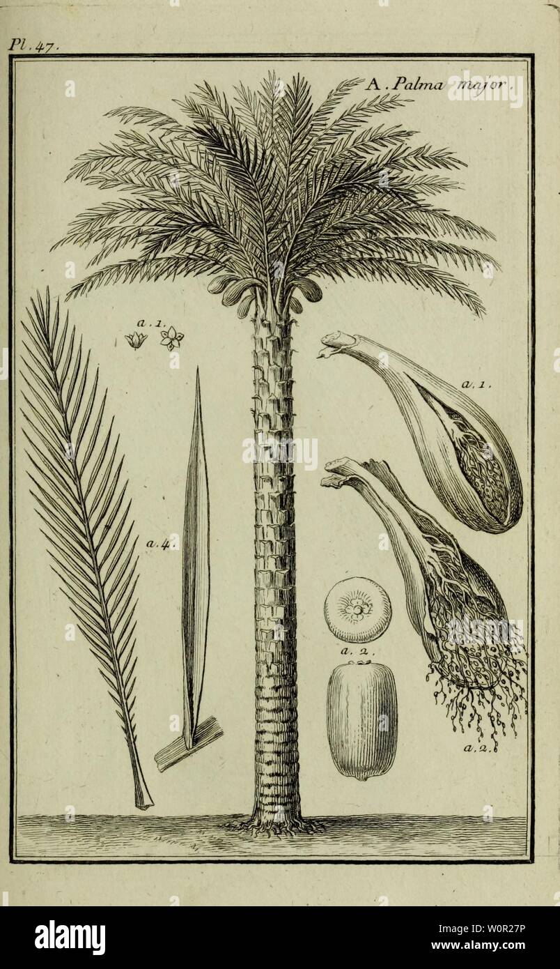 Archiv Bild ab Seite 210 von Beschreibung, vertus et usages de. Beschreibung, vertus et usages de sept Cent dix-neuf Plantes: tant que de nos climats étrangeres; et de Cent trente-quartre Animaux, en sept Cent planches Trente, gravées en Taille-Douce, sur les desseins d'après Natur, de M. de Gersault, par MM.de Fehrt, Prevost, Duflos, Martinet, &c. et rangées Suivant l'ordre du Livre intitulé Matiere médicale de M. Geoffroy.. descriptionvertu 01 geof Jahr: 1767 Stockfoto