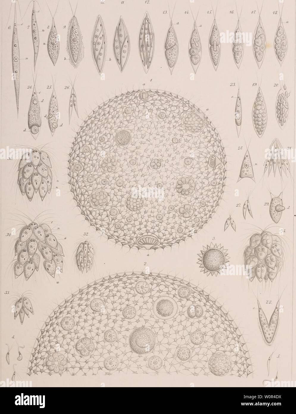 Archiv Bild ab Seite 240 von der Organismus der Infusionsthiere (1878). Der Organismus der Infusionsthiere derorganismusder 31 stei Jahr: 1878 Taf. BW. Stockfoto