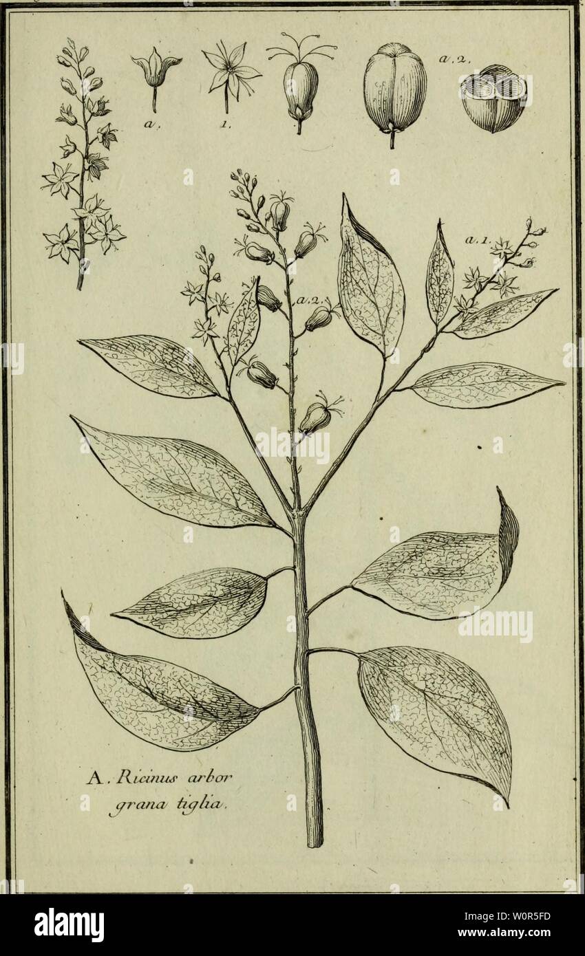 Archiv Bild ab Seite 254 von Beschreibung, vertus et usages de. Beschreibung, vertus et usages de sept Cent dix-neuf Plantes: tant que de nos climats étrangeres; et de Cent trente-quartre Animaux, en sept Cent planches Trente, gravées en Taille-Douce, sur les desseins d'après Natur, de M. de Gersault, par MM.de Fehrt, Prevost, Duflos, Martinet, &c. et rangées Suivant l'ordre du Livre intitulé Matiere médicale de M. Geoffroy.. descriptionvertu 01 geof Jahr: 1767 Stockfoto