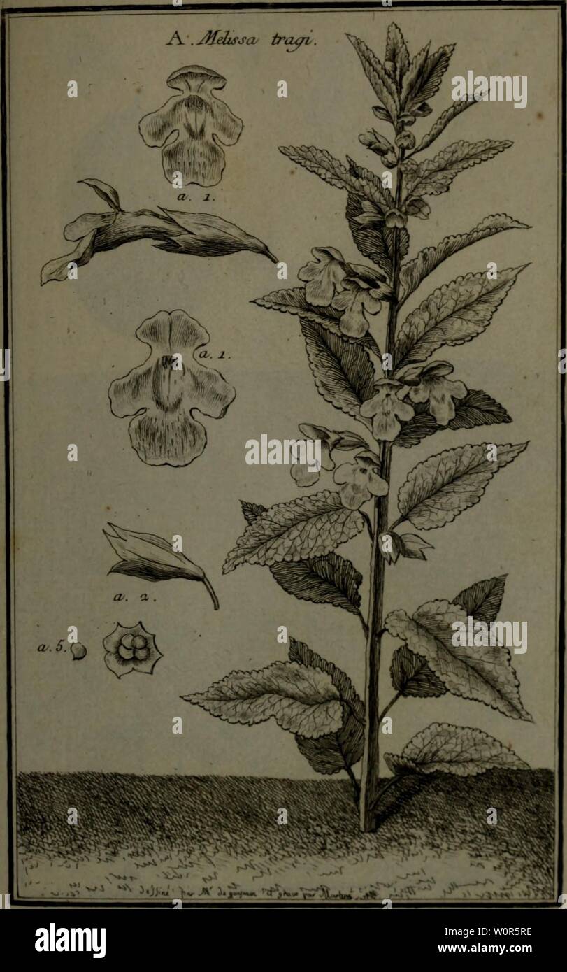 Archiv Bild ab Seite 260 von Beschreibung, vertus et usages de. Beschreibung, vertus et usages de sept Cent dix-neuf Plantes: tant que de nos climats étrangeres; et de Cent trente-quartre Animaux, en sept Cent planches Trente, gravées en Taille-Douce, sur les desseins d'après Natur, de M. de Gersault, par MM.de Fehrt, Prevost, Duflos, Martinet, &c. et rangées Suivant l'ordre du Livre intitulé Matiere médicale de M. Geoffroy.. descriptionvertu 03 geof Jahr: 1767 Stockfoto