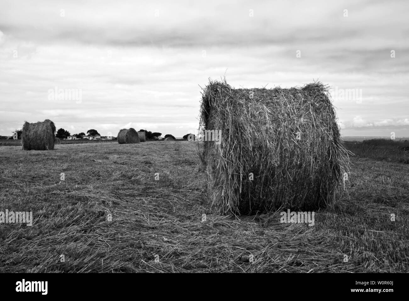 Französische Landschaft - Saint-Martin-de-Ré Stockfoto