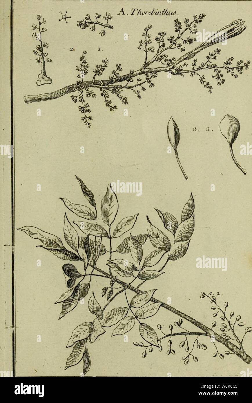 Archiv Bild ab Seite 272 von Beschreibung, vertus et usages de. Beschreibung, vertus et usages de sept Cent dix-neuf Plantes: tant que de nos climats étrangeres; et de Cent trente-quartre Animaux, en sept Cent trente Planches, gravées en Taille-Douce, sur les d'après Natur desseins, de M. de Gersault, par MM.de Fehrt, Prevost, Duflos, Martinet, &c. et rangées Suivant l'ordre du Livre intitulé Matiere médicale de M. Geoffroy.. descriptionvertu 01 geof Jahr: 1767 Pl.78. 1. Stockfoto