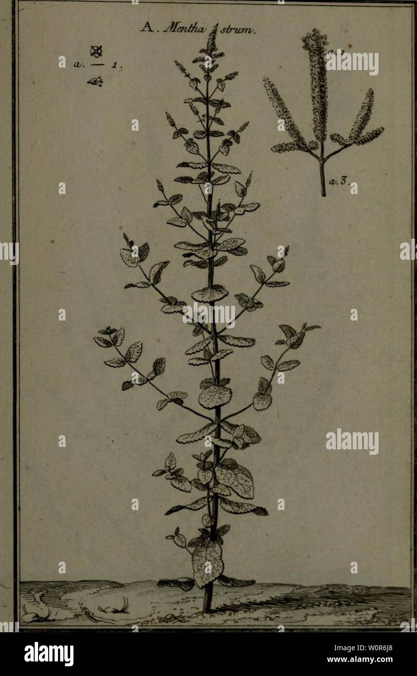 Archiv Bild ab Seite 276 von Beschreibung, vertus et usages de. Beschreibung, vertus et usages de sept Cent dix-neuf Plantes: tant que de nos climats étrangeres; et de Cent trente-quartre Animaux, en sept Cent trente Planches, gravées en Taille-Douce, sur les d'après Natur desseins, de M. de Gersault, par MM.de Fehrt, Prevost, Duflos, Martinet, &c. et rangées Suivant l'ordre du Livre intitulé Matiere médicale de M. Geoffroy.. descriptionvertu 03 geof Jahr: 1767 Pl. -580. Stockfoto