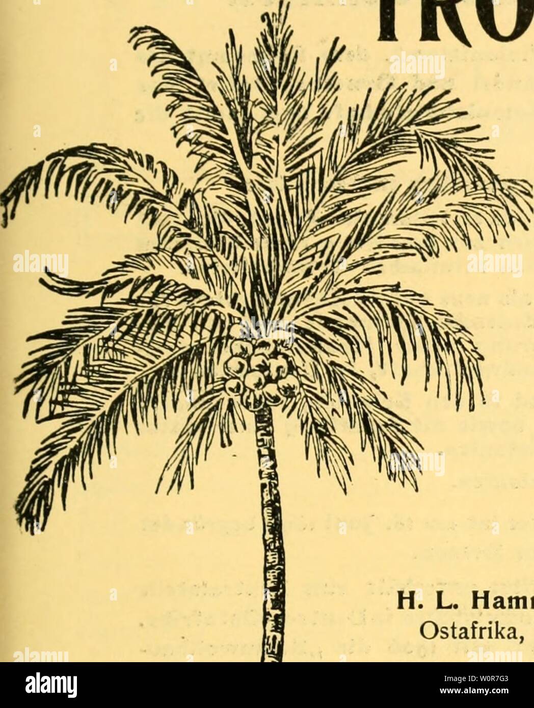 Archiv Bild ab Seite 298 von Der Tropenpflanzer; Zeitschrift fr tropische. Der Tropenpflanzer; Zeitschrift fr tropische Landwirtschaft dertropenpflanze 21 berl Jahr: 21. Jahrgang. Nr. 8. August 1918 Der TROPENPFLANZER Zeitschrift für Tropische Landwirtschaft. Organ des Kolonial- wirtschaftlichen Komitees, wirtschaftlicher Ausschuß der Deutschen Kolonialgesellschaft Herausgegeben O. Warburg Berlin. S. Wohltmann Halle ein. Saale. Inhaltsverzeichnis. Stockfoto