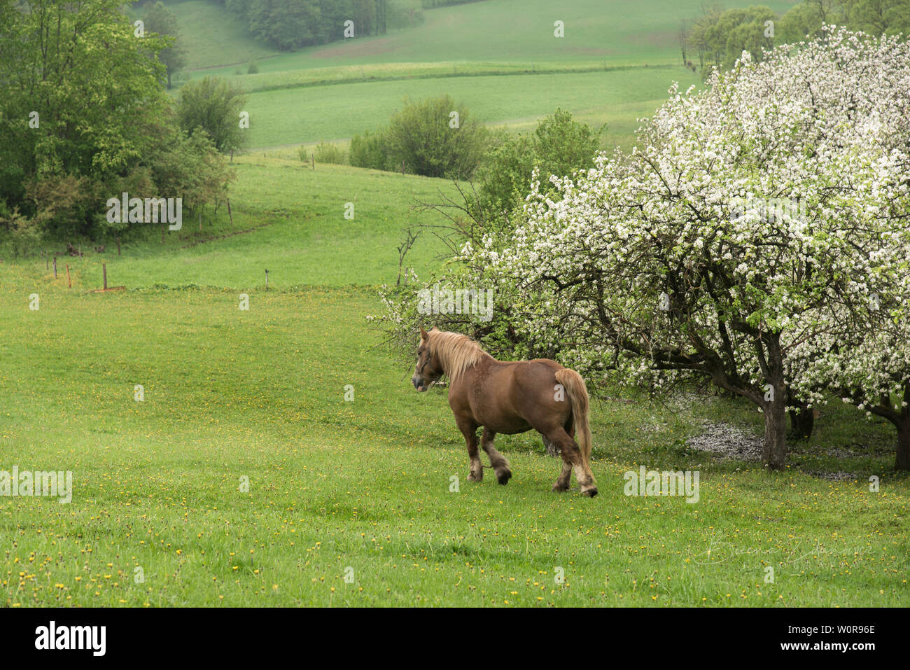 Landschaft mit Pferd, Wiesen, Felder, Hügel, Frühling, blühenden Baum, weiße Blumen, grünes Gras, Pferd, Polen, Natur, ländliche Landschaft, Stockfoto