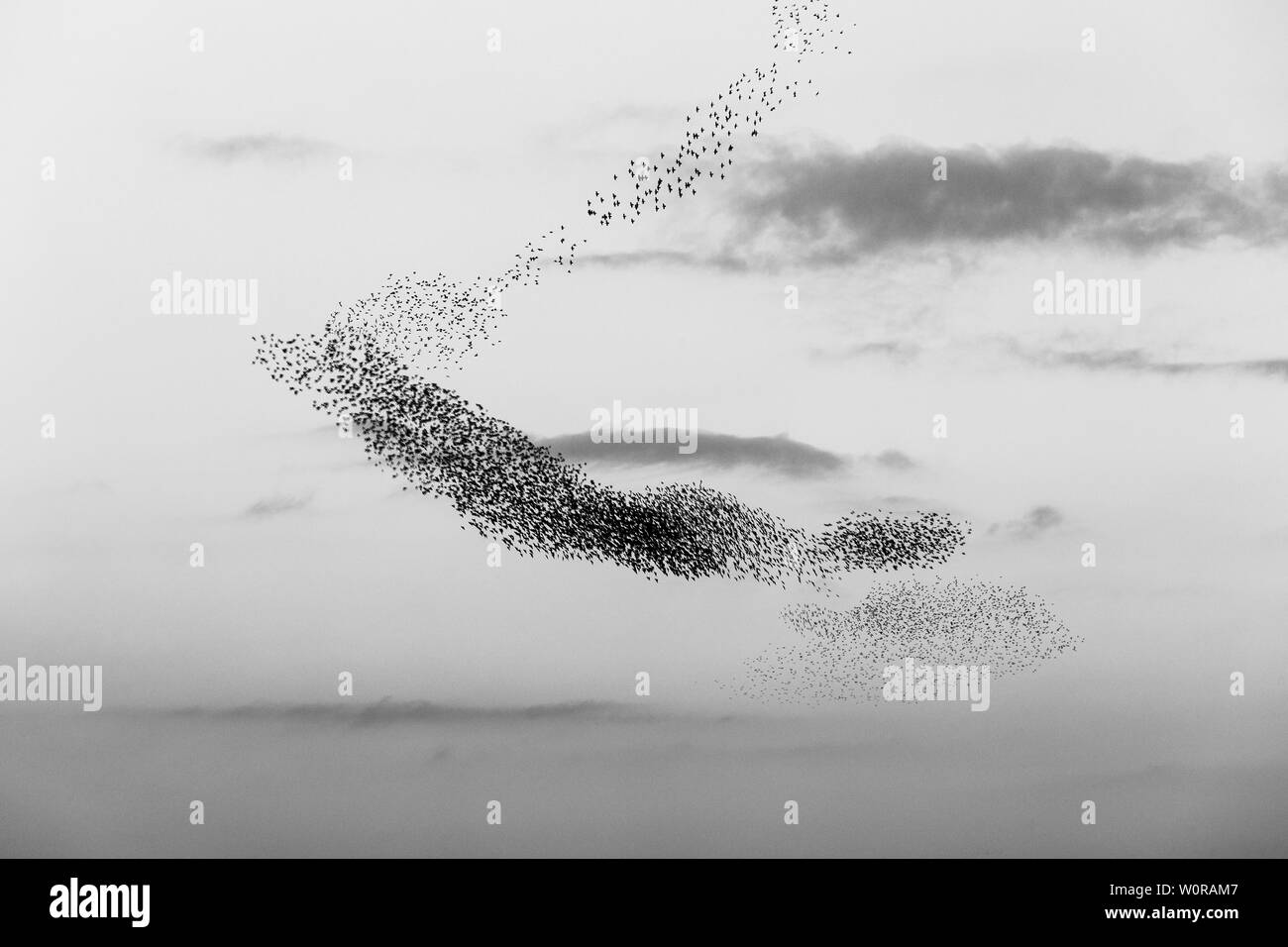 Schwarm Vögel bilden eine schöne, geschwungene Form in den Himmel Stockfoto