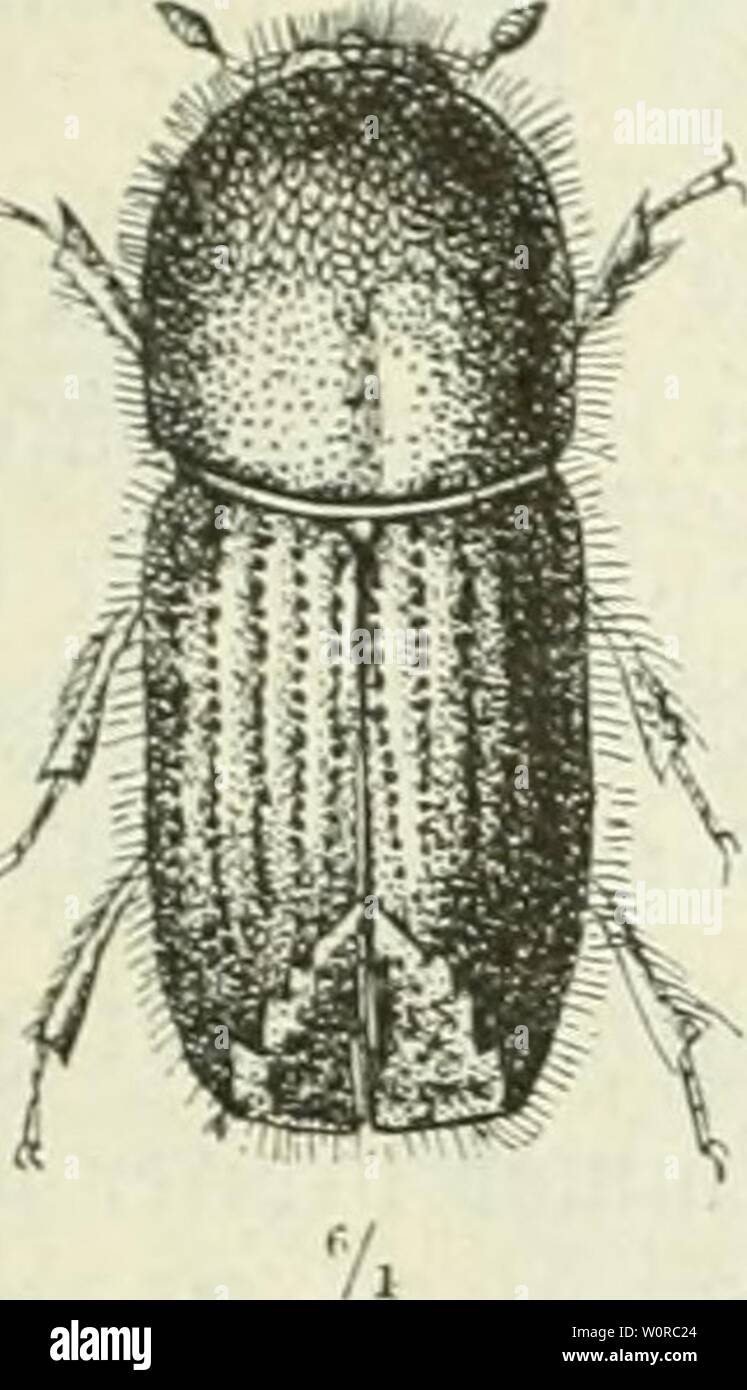 Archiv Bild ab Seite 362 von Der forstschutz (1898). Der Forstschutz derforstschutz 01 hessuoft Jahr: 1898&lt; Biifeftt -''- 33 Bell 9}? anbibcln ein öcfer ftciucr |). ® ie i 5 ü{) (ev! eu (ennat fteigt in jrf) avfem SlMnfel anf. § Al § fd) Ich (b Nid) t länger ot" breit, breit, üorn abgernnbet geförnt, Ijinten anf'bem 9 iitcfen fein jerftrent punftiert. Sifl. 108. Boatrichua Räfer typographua L. ein. 6 Ich." aiüe. c' • äiippe. gtügetbeden mit tiefen unb groben ß" toelde erbftreifen, nad) ber) 3i | e t) in feiner tüerben; bie geioölbten SSuifcfenfelber finb mer glatt zu. nur mit einjelnen bebedt fünften. "Tbfturj f (räg Stockfoto