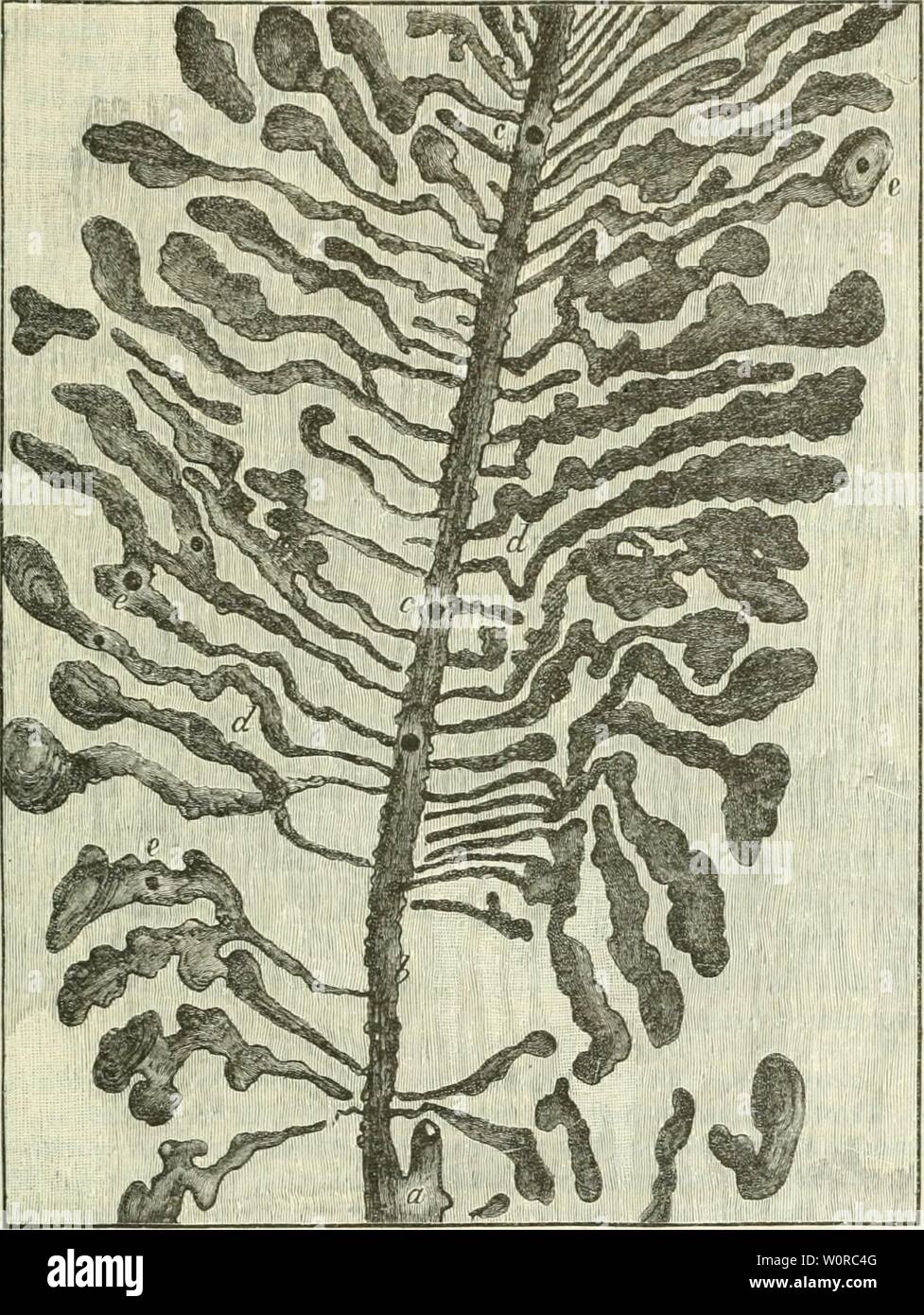 Archiv Bild ab Seite 364 von Der forstschutz (1898). Der Forstschutz derforstschutz 01 hessuoft Jahr: 1898 dii gegen; 3 "fef'' -'' - 335 53 ci Frühzeitigem 5 (u! § fotnmen (Gnbc Suni)'" l) unter fouft günftigen Umftäntieii (bei mnrnier reirf SKitterung imb) Iidem 33 Rut =) [materiat eteu aber bic Säfer eine jlueite 33 Rut, aiiy tucldjer t) Ich § S'o-111. grajs § Bostrichus typographus L. tu gictenriube werden (natürl. ® röfte). Ein Diammelfammer. 6 Suftlocft SJiuttevgaug. c. d. e Satöengänge längften Jluifluglod)." 3 (Nfang (Septemkr neue Släfer (jerborgefien, bte (eine Fic § u begatten) übertointern. n üerein § elt Stockfoto