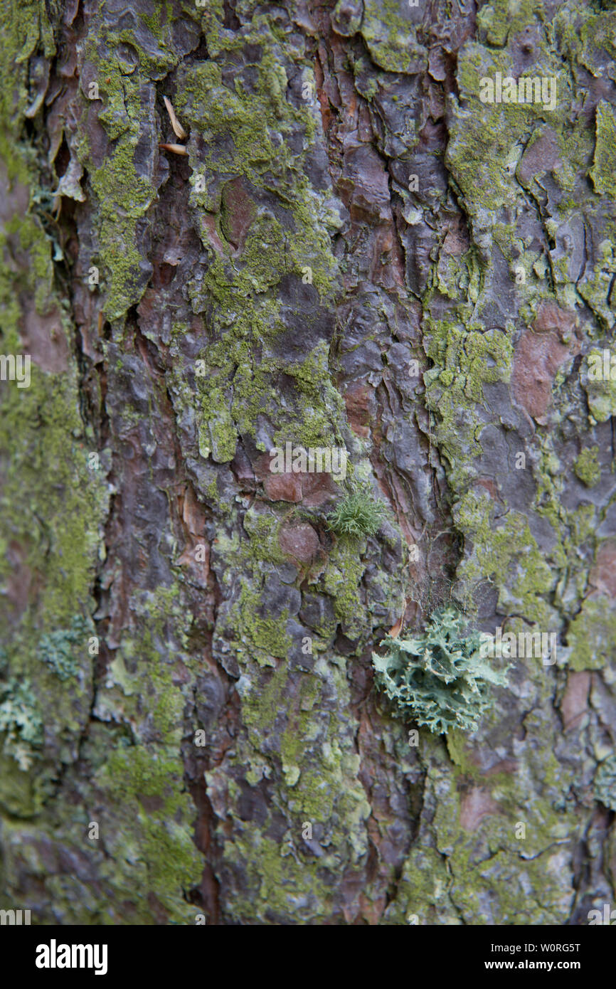 Detail von Flechten und Moos bedeckt Rinde, Craigtoun Country Park, St. Andrews, Fife, Schottland. Stockfoto