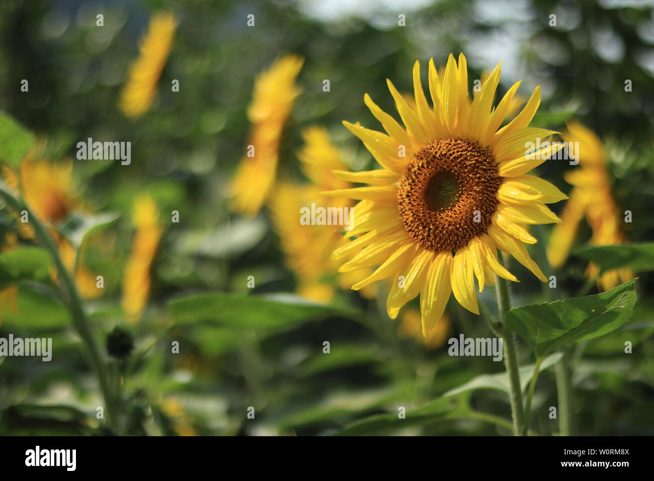 Kann für die Synthese verwendet werden. Stockfoto