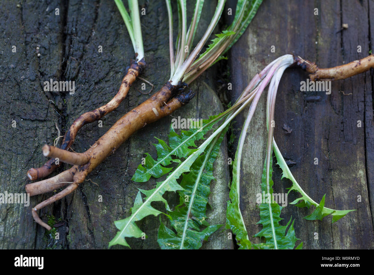 Löwenzahn-Wurzeln, Löwenzahnwurzeln, Löwenzahn-Wurzel, Löwenzahnwurzel, Wiesen-Löwenzahn, Radix Taraxaci, radix Taraxaci, Gemeiner Löwenzahn, Wurzel, Stockfoto