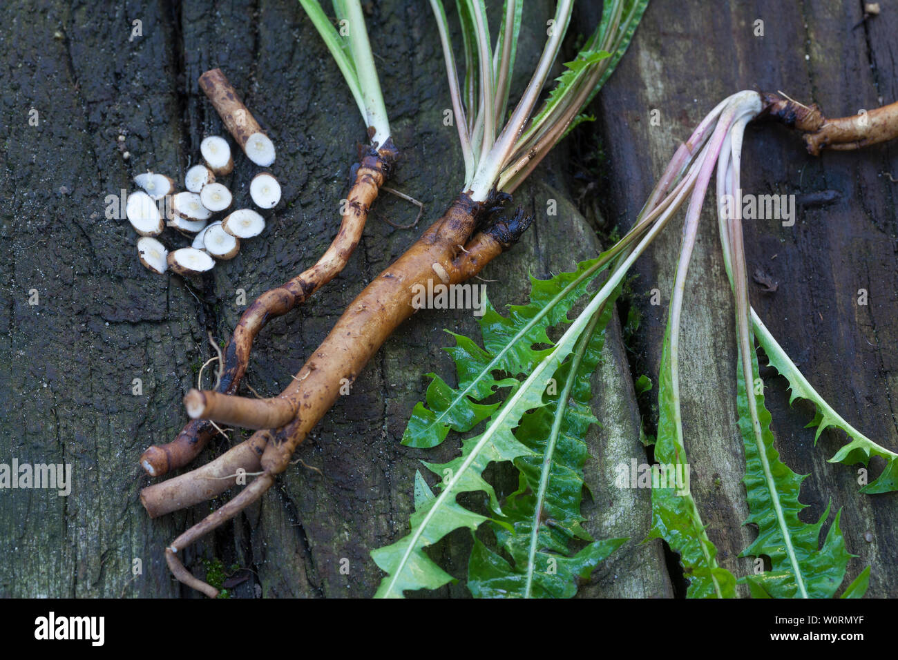 Löwenzahn-Wurzeln, Löwenzahnwurzeln, Löwenzahn-Wurzel, Löwenzahnwurzel, Wiesen-Löwenzahn, Radix Taraxaci, radix Taraxaci, Gemeiner Löwenzahn, Wurzel, Stockfoto