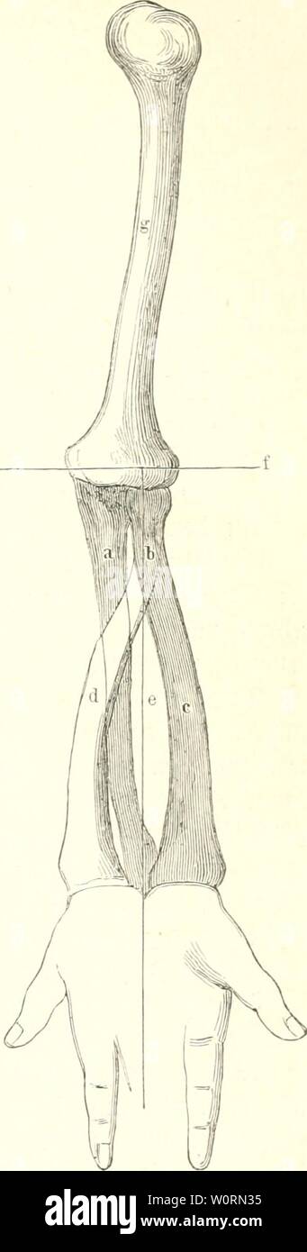 Archiv Bild ab Seite 488 von der Mensch (1886-). Der Mensch dermensch 01 rankuoft Jahr: 1886 - SSorberarmBerocgungen. 417 gelegte Sttfe. icm 9 i'abbrc (jung ber Speicfic, raelrf) (elUcrc von ber 3 trt ber 53 eit) e=gungen iijxtn dlamcn (jerleitet, roirb baburd; ermög (Ic () t, bafj fiel; ber Ich? opf ber Speide in @e (enfai!! Ofd) nitte ber Er frei bretjenb deraegen Tann. ? 3 ei rcdjtiüiufelig Gebeugtem 3 Ume treten biefe Üiabbrefiungeu bc § Speidienbciney Zügel in bie SSrfdjeinung. ilürbe bie Speide ein üollfommen gerablini=ger nodjen fein, fo mürbe fie Fid) Burd; bie Sobbreljung luic eine SSale nur um Stockfoto