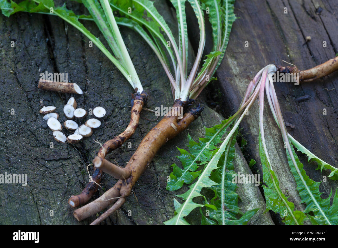 Löwenzahn-Wurzeln, Löwenzahnwurzeln, Löwenzahn-Wurzel, Löwenzahnwurzel, Wiesen-Löwenzahn, Radix Taraxaci, radix Taraxaci, Gemeiner Löwenzahn, Wurzel, Stockfoto
