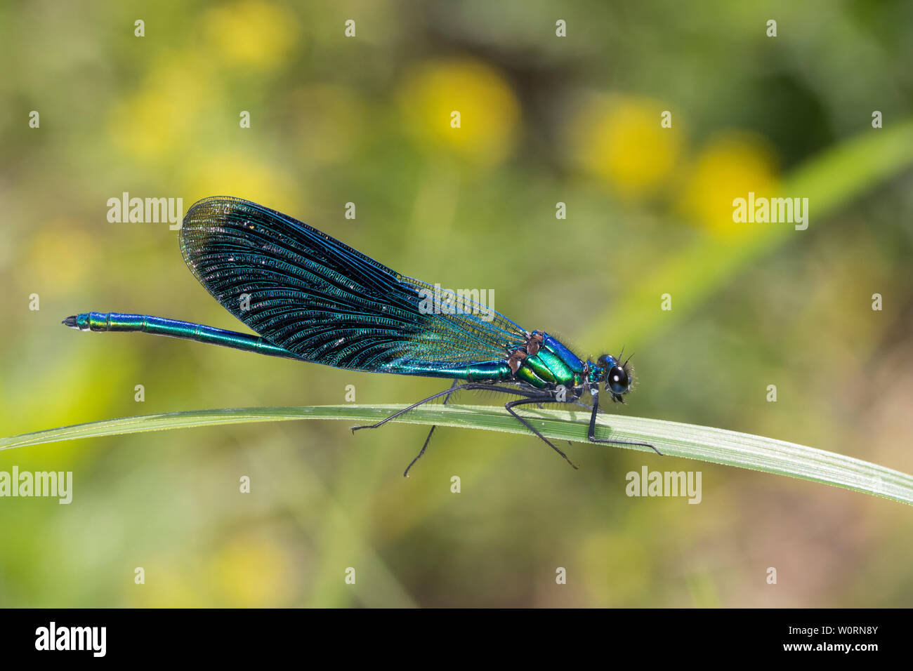 Gebänderte Prachtlibelle, Prachtlibelle, Pracht-Libelle, Männchen, Calopteryx splendens, Agrion splendens, gebändert Schwarzflügel, Gebändert agrion, Gebändert de Stockfoto