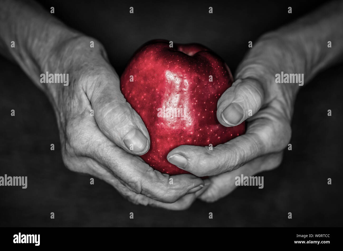 Haende einer alten Frau halten einen roten Apfel vor schwarzem Hintergrund, Farbschluessel rot. Stockfoto