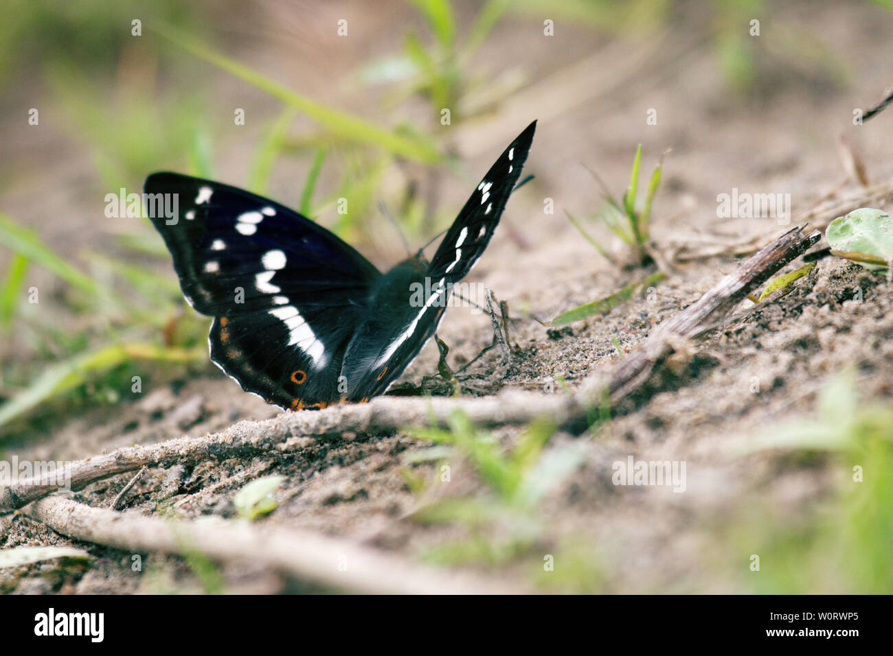 Lila Kaiser (Colias Iris) Getränke Wasser (saugt Feuchtigkeit) auf nassen Böden an der Küste. Die Farbe der Schmetterling Schimmert je nach Aufnahmewinkel, Stockfoto