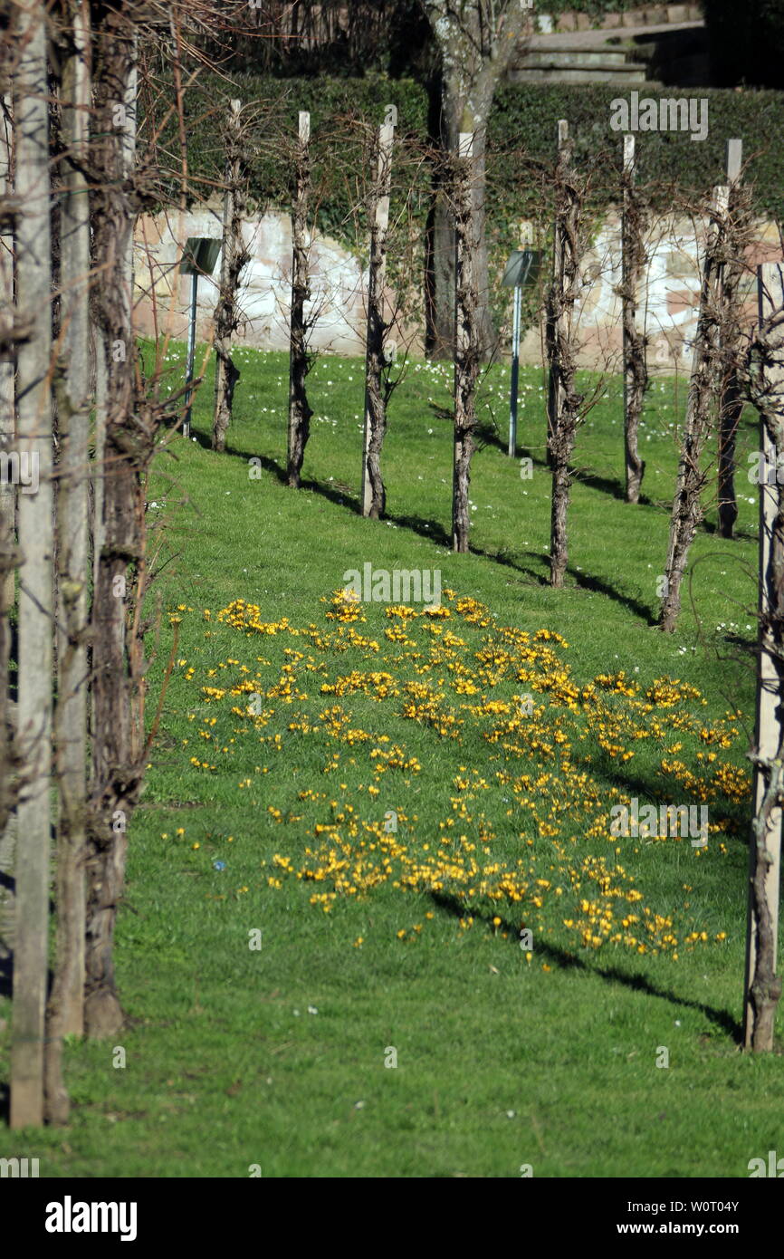 Erste Frühlingsboten: im Colombi-Park von Freiburg blühen auf einer saftig grünen Wiese Stockfoto